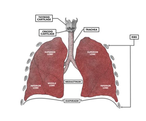 What is osseous structures in lungs. Things To Know About What is osseous structures in lungs. 